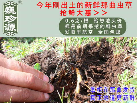 rxĲrxΡԴ0.6/^rxĲڳ^rx